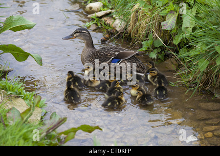 Weibliche Stockente Ente mit frisch geschlüpften Küken, Anas Platyrhynchos, auf einen Stream im Frühling bei Swinbrook, Cotswolds, UK Stockfoto