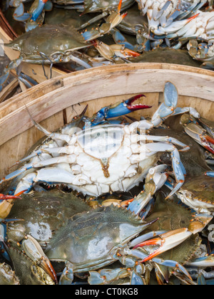 Blaue Krabben, Fischmarkt, Chinatown, NYC Stockfoto