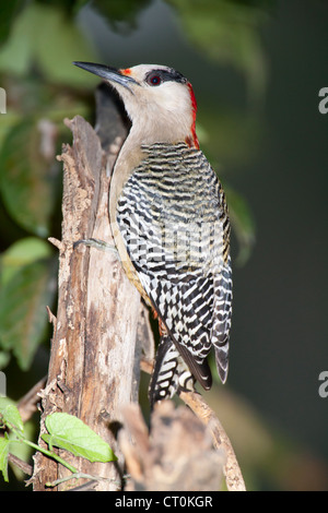 Westindischen Spechte Melanerpes Superciliaris weibliche gehockt toter Baum am Bermejas, Republik Kuba im März. Stockfoto