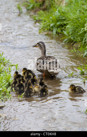 Weibliche Stockente mit 14 neuen geschlüpft Entenküken, Anas Platyrhynchos, am Bach im Frühling bei Swinbrook, die Cotswolds, UK Stockfoto