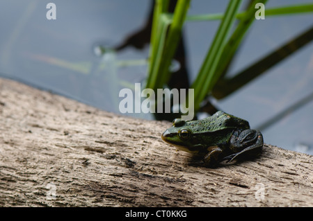 Rana lessonae Stockfoto