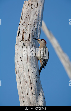 Westindischen Spechte Melanerpes Superciliaris männlichen gehockt Baum auf der Halbinsel Guanahacabibes, Republik Kuba im März. Stockfoto