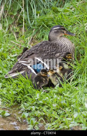 Stockente mit neuen geschlüpfte Entenküken, Anas Platyrhynchos, bergende Wärme an einem Bach in Swinbrook, Cotswolds, UK Stockfoto