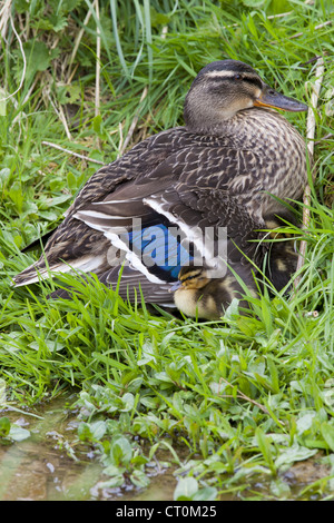 Stockente mit neuen geschlüpfte Entenküken, Anas Platyrhynchos, bergende Wärme an einem Bach in Swinbrook, Cotswolds, UK Stockfoto