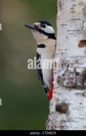 Großen beschmutzt Specht Dendrocopos großen männlichen gehockt Birke im Garten in Kuusamo, Finnland im April. Stockfoto