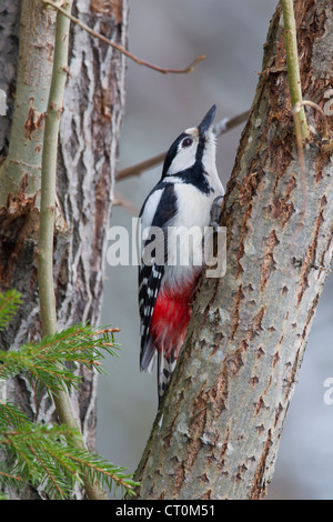 Großen beschmutzt Specht Dendrocopos großen Weibchen thront auf Zweig im Garten in Kuusamo, Finnland im April. Stockfoto