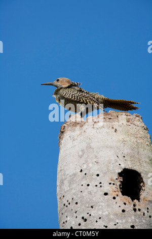 Fernandina Flicker Colaptes Fernandinae Weibchen Nest Loch, in der Nähe von Bermejas, Zapata Halbinsel, Republik Kuba im April. Stockfoto