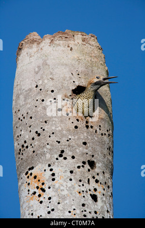 Fernandina Flicker Colaptes Fernandinae männlich Nest Loch, in der Nähe von Bermejas, Zapata Halbinsel, Republik Kuba im April anlaufen. Stockfoto