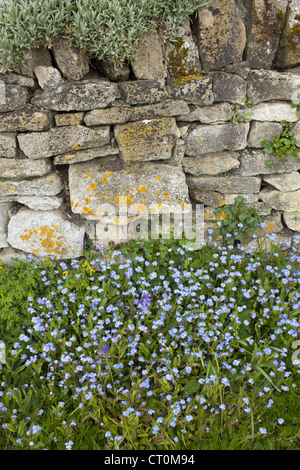 Vergissmeinnicht, Myosotis Arvensis, Wildblumen und Glockenblumen durch Trockenmauern Wand im Frühling in Swinbrook in den Cotswolds, UK Stockfoto