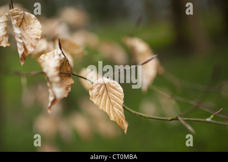 Buche-Blätter im Winter Form in Swinbrook in den Cotswolds, Oxfordshire, Vereinigtes Königreich Stockfoto