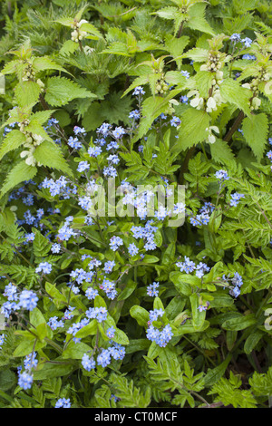 Vergissmeinnicht, Myosotis Arvensis und Toten Brennnesseln, Lamium Maculatum, Wildblumenwiese in den Cotswolds, Oxfordshire, Vereinigtes Königreich Stockfoto