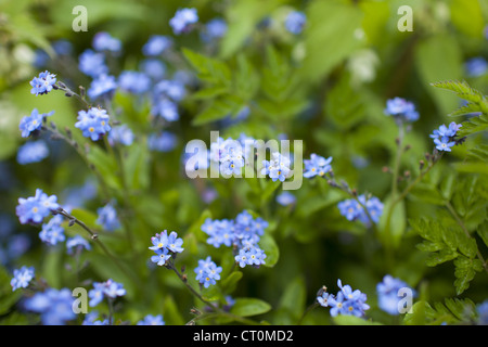 Vergissmeinnicht, Myosotis Arvensis, Wildblumenwiese in den Cotswolds, Oxfordshire, Vereinigtes Königreich Stockfoto