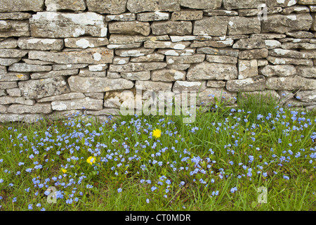 Vergissmeinnicht, Myosotis Arvensis, Wildblumen und Löwenzahn von Trockenmauern Wand im Frühling in Swinbrook in den Cotswolds, UK Stockfoto