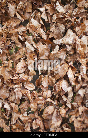 Buche geht in eine Hecke im Winter Form in Swinbrook in den Cotswolds, Oxfordshire, Vereinigtes Königreich Stockfoto