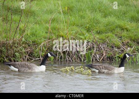 Brutpaar Kanadagänse, Branta Canadensis mit jungen Gänsel auf River Windrush Swinbrook, die Cotswolds, UK Stockfoto