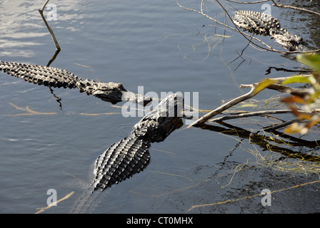 Alligatoren in den Sümpfen am Tamiami Trail Road im Süden Floridas Stockfoto