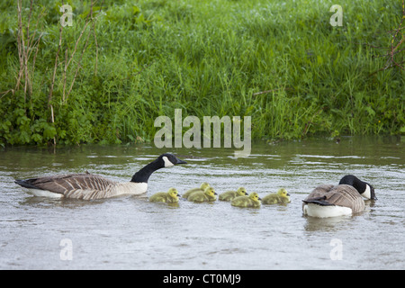 Brutpaar Kanadagänse, Branta Canadensis mit jungen Gänsel auf River Windrush Swinbrook, die Cotswolds, UK Stockfoto