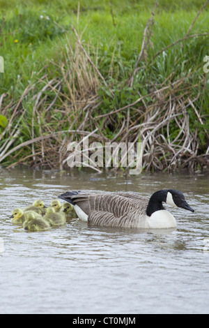 Weibliche Kanadagans Branta Canadensis mit jungen Gänsel auf River Windrush Swinbrook, Cotswolds, UK Stockfoto