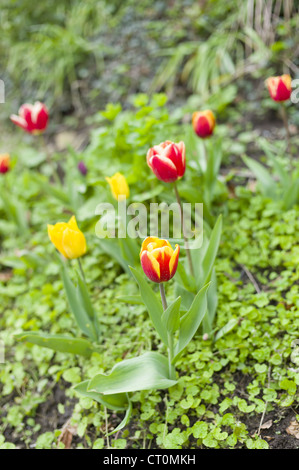 Tulpen, Tulipa, Frühlingsblumen in den Cotswolds, Oxfordshire, Vereinigtes Königreich Stockfoto