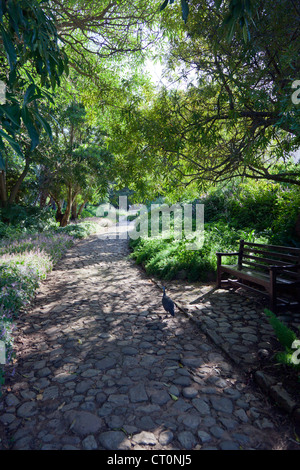 Behelmte Perlhühner mit Küken im Kirstenbosch National Botanical Garden, Kapstadt, Südafrika Stockfoto