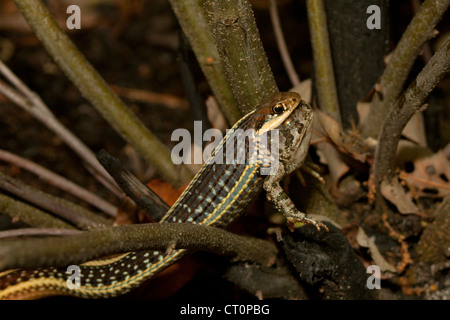 Ribbon Schlange (Thamnophis Sauritus) Essen eine Fowlers Kröte (Anaxyrus (Bufo) Fowleri) Stockfoto