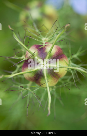 Nigella Damascena. Liebe in einem Nebel Samenkapseln Stockfoto