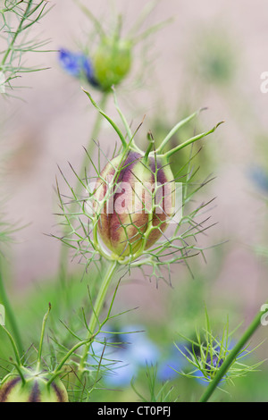 Nigella Damascena. Liebe in einem Nebel Samenkapseln Stockfoto