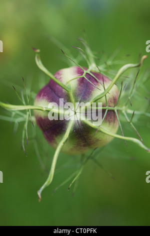 Nigella Damascena. Liebe in einem Nebel Samenkapseln Stockfoto