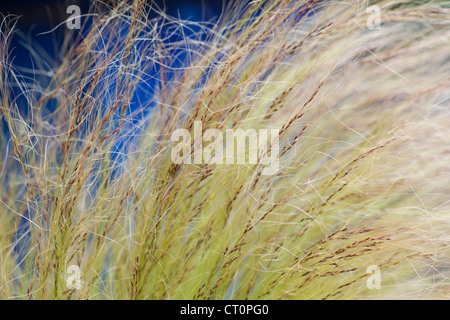 Stipa tenuissima. Mexikanische Feder Gras und Saatgut Stockfoto