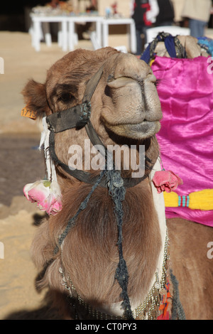 Kopf eines Kamels auf safari Stockfoto