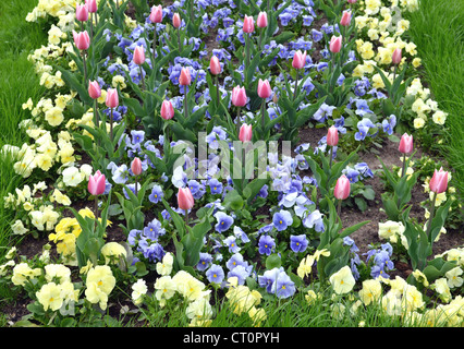 Park-Blumengarten. mehrfarbige Stiefmütterchen und Tulpen im Frühjahr wachsen. Stockfoto