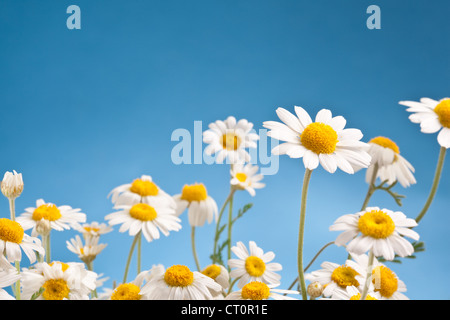 Makroaufnahme von wilden Kamille auf einen blauen Himmelshintergrund. Stockfoto