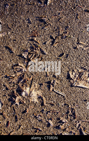 Nahaufnahme von Ahorn-Blätter und Samen auf Asphalt Sonnenlicht Hintergrund Hintergrund Stockfoto