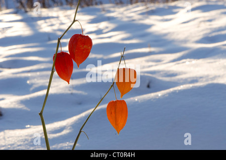 Schale Tomaten Physalis Alkekengi Pflanze rote Früchte am Zweig umgeben von Schneefeldern überlebte Winter. Stockfoto