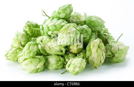 Zweig der Hopfen auf weißem Hintergrund Stockfoto