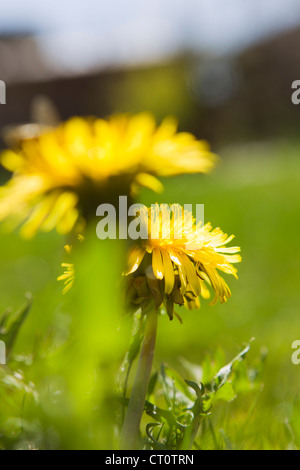 Nahaufnahme von Blumen wachsen im Feld Stockfoto