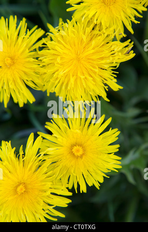 Nahaufnahme von gelben Blüten Stockfoto