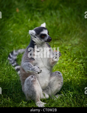Ring-tailed Lemur im Paradise Wildlife Park, Broxbourne Stockfoto