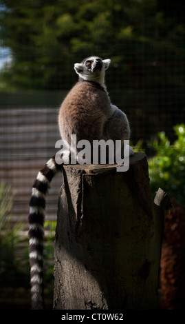 Ring-tailed Lemur im Paradise Wildlife Park, Broxbourne Stockfoto