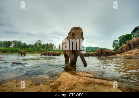 Elefanten in Sri Lanka Stockfoto