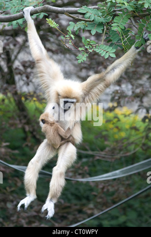 Affe spielen auf Seilen in Gefangenschaft, Mutter und Baby Black-Faced Meerkatze Chlorocebus pygerythrus Stockfoto