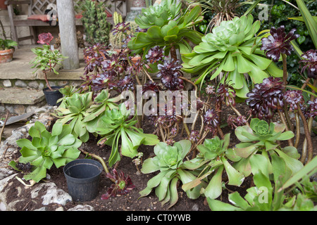 Aeonium Arboreum var. Atropurpureum "Zwartkop" (Schwarzkopf) (dunkler) unter anderen Aeoniums Stockfoto