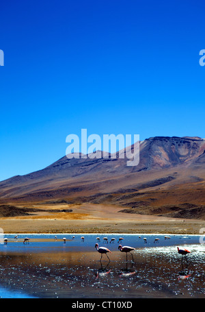 Flamingos an der Laguna Canapa, Süd Lipez Southwest Highlands, Bolivien, Südamerika Stockfoto