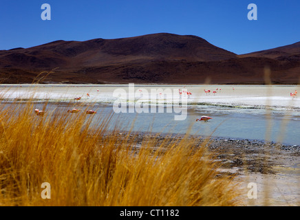 Flamingos an der Laguna Canapa, Süd Lipez Southwest Highlands, Bolivien, Südamerika Stockfoto