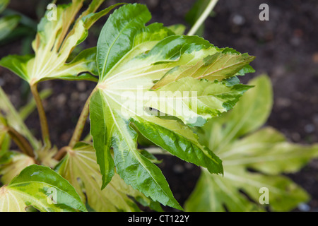 Fatsia Japonica "Variegata" Blatt detail Stockfoto