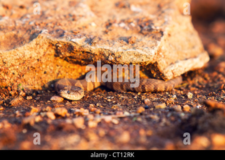 Nördliche Wasserschlange Baby versteckt sich unter einem Felsen Stockfoto
