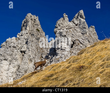 Gämse in Alpen. frische Berglandschaft Stockfoto