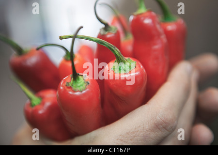 Nahaufnahme von Händen mit Paprika Stockfoto