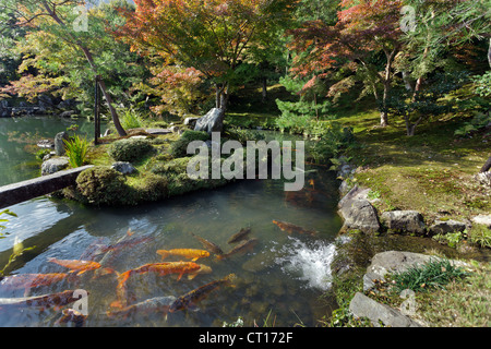 Tenryuji Tempel Zen-Garten mit Koikarpfen, Kyoto, Japan Stockfoto