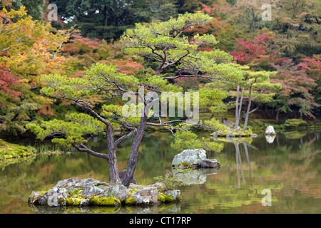 Kiefer in Kinkakuji japanischen Zen-Garten, Kyoto Stockfoto